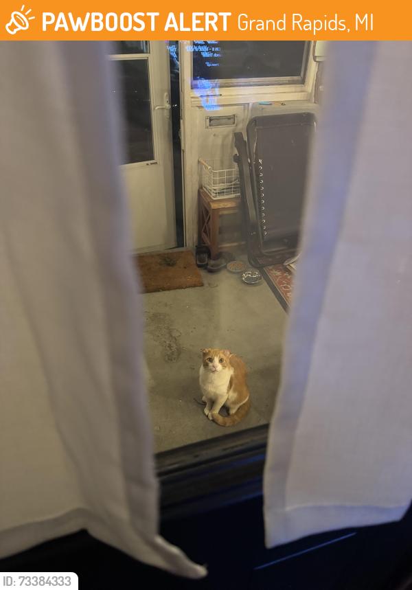 Found/Stray Male Cat last seen Leonard and Turner, Grand Rapids, MI 49504