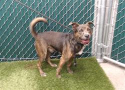 Shelter Stray Male Dog last seen , 11258 Garfield Ave, Downey, CA 90242, USA
