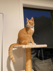 Lost Male Cat last seen Vallecitos and Kellogg Park., La Jolla, CA 92037