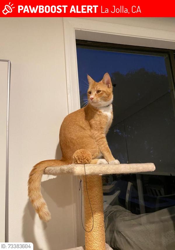 Lost Male Cat last seen Vallecitos and Kellogg Park., La Jolla, CA 92037