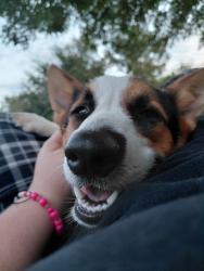 Reunited Male Dog last seen Old North Rd and Windsor, Denton, TX 76209