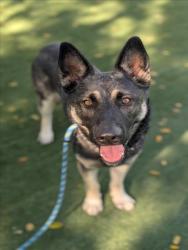 Shelter Stray Male Dog last seen , West Valley Animal Shelter, 20655 Plummer St, Chatsworth, CA 91311, USA