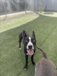 Shelter Stray Male Dog last seen , West Valley Animal Shelter, 20655 Plummer St, Chatsworth, CA 91311, USA
