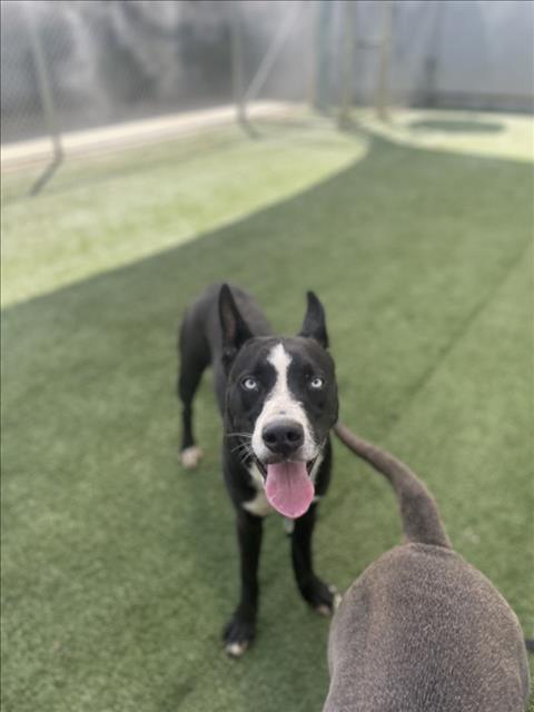 Shelter Stray Male Dog last seen , West Valley Animal Shelter, 20655 Plummer St, Chatsworth, CA 91311, USA