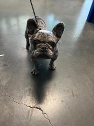 Shelter Stray Female Dog last seen , West Valley Animal Shelter, 20655 Plummer St, Chatsworth, CA 91311, USA