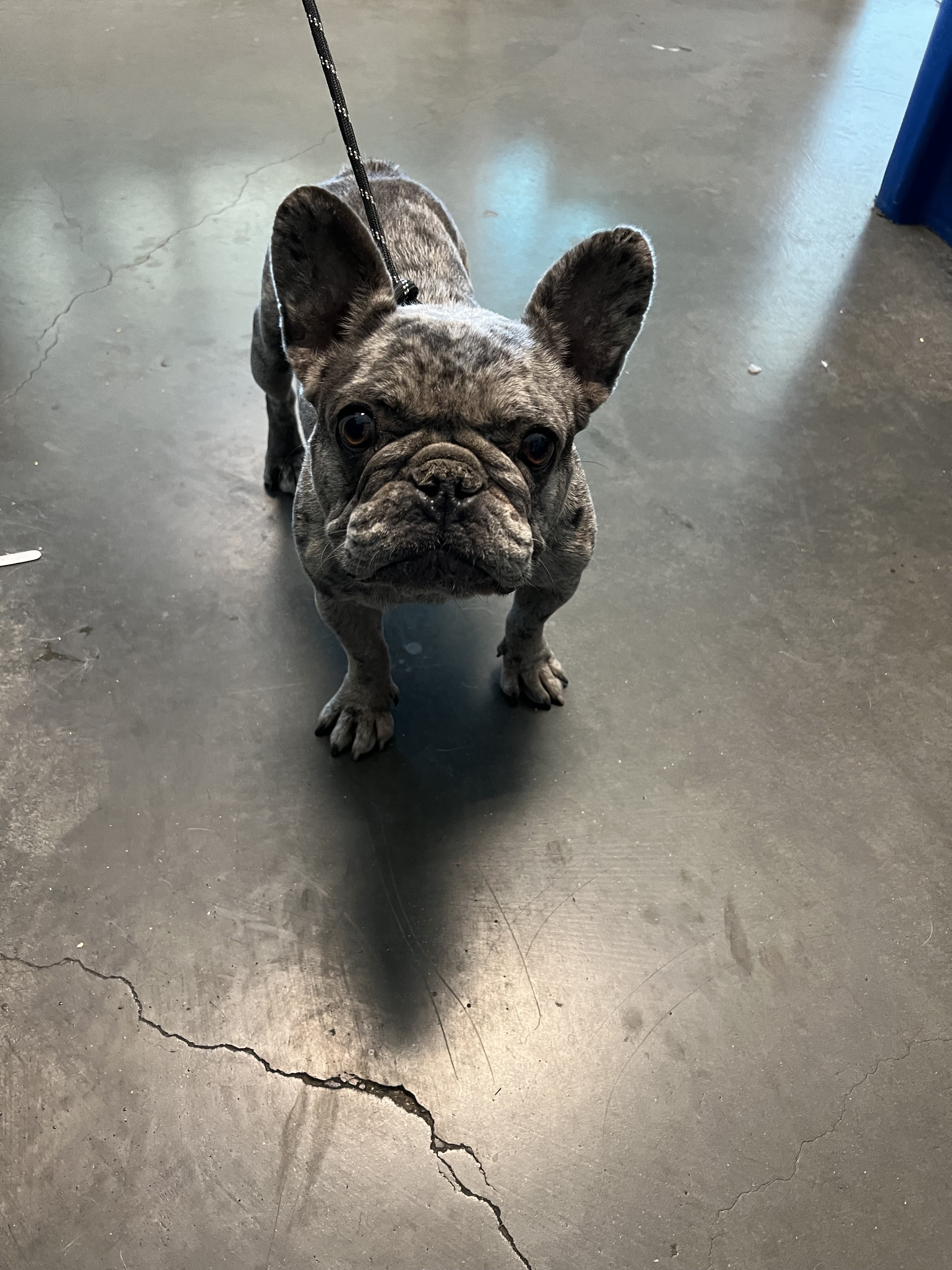 Shelter Stray Female Dog last seen , West Valley Animal Shelter, 20655 Plummer St, Chatsworth, CA 91311, USA