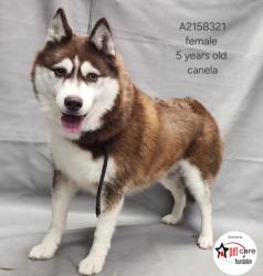 Shelter Stray Female Dog last seen , West Valley Animal Shelter, 20655 Plummer St, Chatsworth, CA 91311, USA