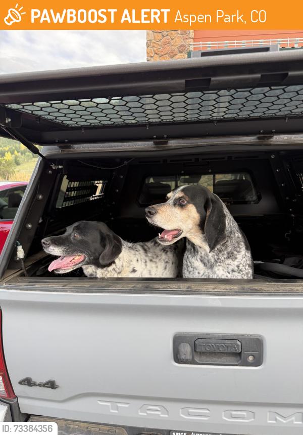 Found/Stray Male Dog last seen Big R, Conifer, Aspen Park, CO 80433