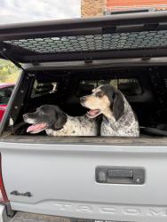 Found/Stray Male Dog last seen Big R, Conifer, Aspen Park, CO 80433