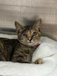 Shelter Stray Female Cat last seen Near BLOCK LONG ISLAND AV, FORT LAUDERDALE FL 33312, 2400 SW 42nd St, Fort Lauderdale, FL 33312, USA