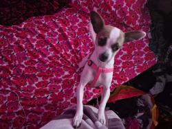 Reunited Female Dog last seen Weikel and clearfield, Philadelphia, PA 19134