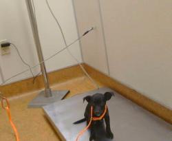 Shelter Stray Male Dog last seen WESLEY AV X MARTIN LUTHER KING JR 95823, 3839 Bradshaw Rd, Sacramento, CA 95827, USA