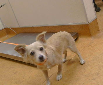 Shelter Stray Female Dog last seen WESLEY AV X MARTIN LUTHER KING JR 95823, 3839 Bradshaw Rd, Sacramento, CA 95827, USA