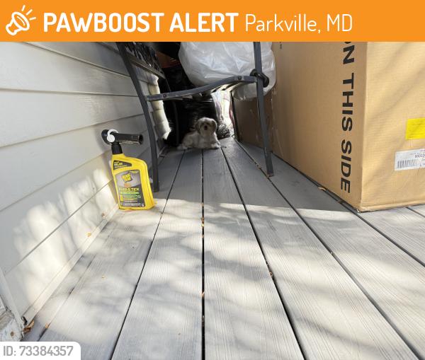 Found/Stray Unknown Dog last seen E Joppa rd, Parkville, MD 21234