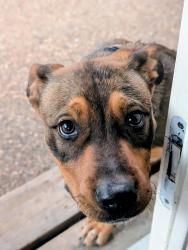 Reunited Male Dog last seen Old North Rd and Windsor, Denton, TX 76209