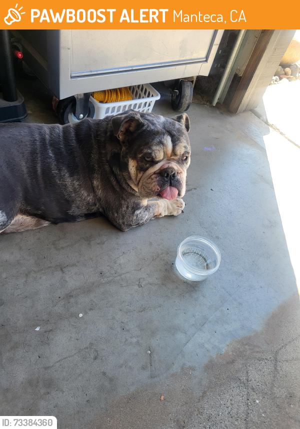 Found/Stray Female Dog last seen Stella Brockman, Manteca, CA 95337