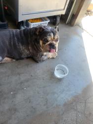 Found/Stray Female Dog last seen Stella Brockman, Manteca, CA 95337