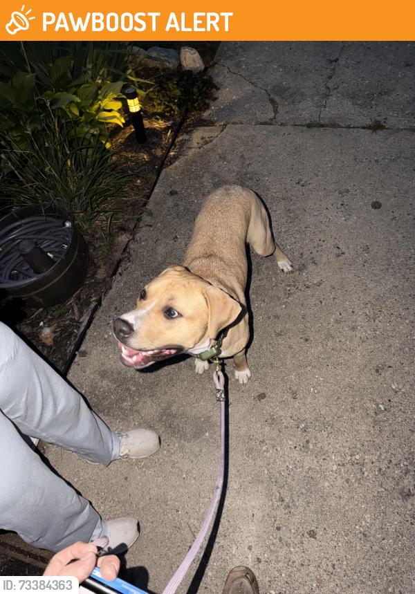 Found/Stray Male Dog last seen Millis road, Shelby Township, MI 48317
