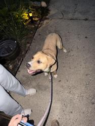 Found/Stray Male Dog last seen Millis road, Shelby Township, MI 48317