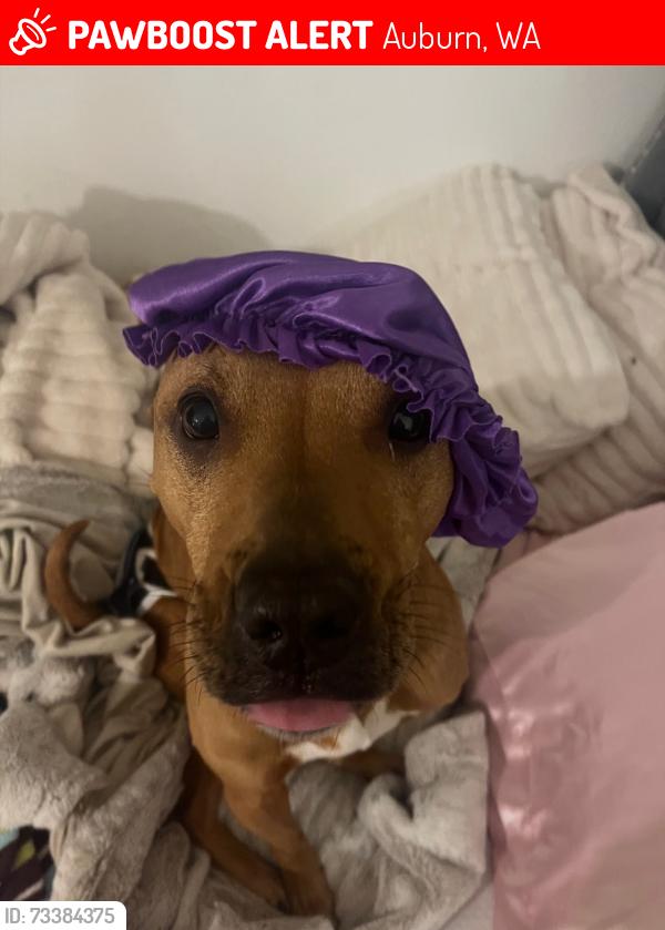 Lost Female Dog last seen 323rd, Auburn, WA 98092