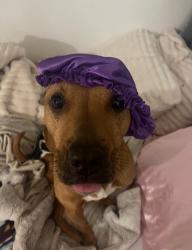 Lost Female Dog last seen 323rd, Auburn, WA 98092