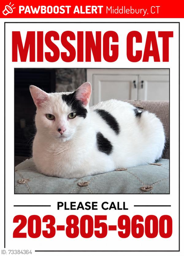 Lost Male Cat last seen quassapaug amusement park, Middlebury, CT 06762