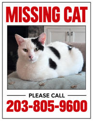 Lost Male Cat last seen quassapaug amusement park, Middlebury, CT 06762