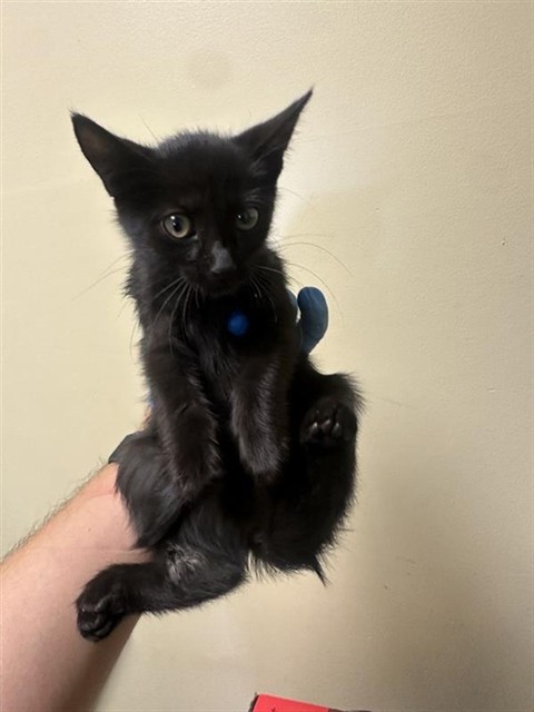 Shelter Stray Male Cat last seen 5TH ST & MCCLATCHY WAY, 2127 Front St, Sacramento, CA 95818, USA