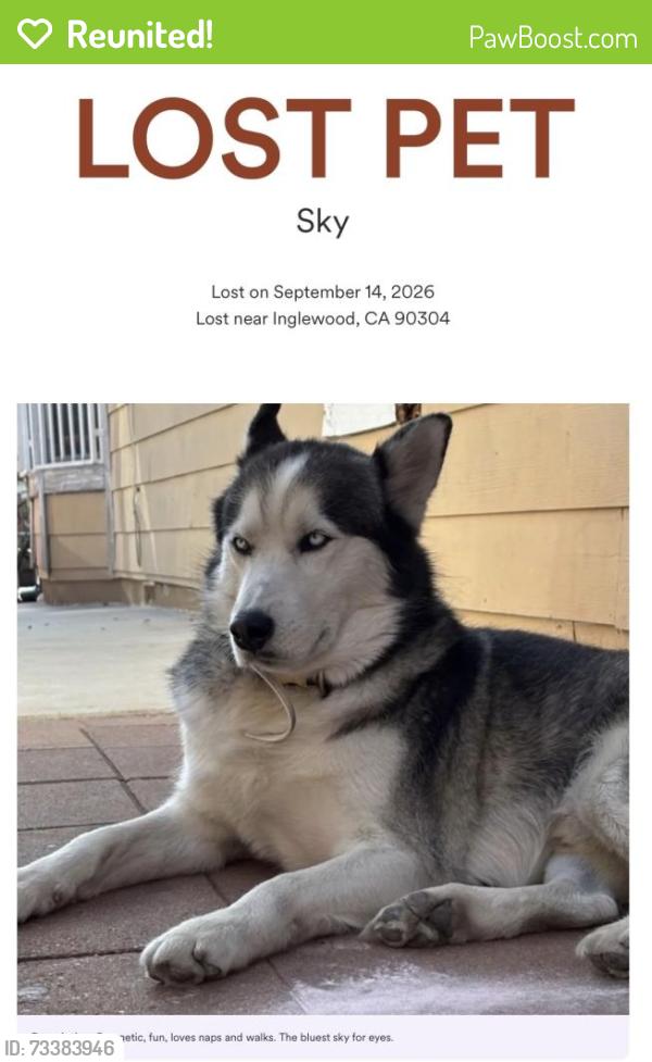 Reunited Male Dog last seen Inglewood, Inglewood, CA 90304
