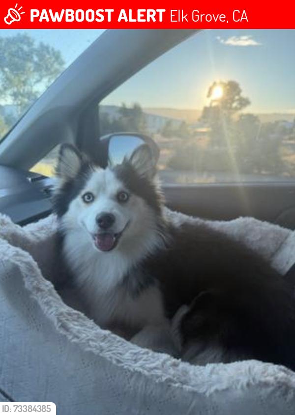 Lost Male Dog last seen Bruceville and Bilby road, Elk Grove, CA 95757