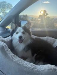 Lost Male Dog last seen Bruceville and Bilby road, Elk Grove, CA 95757