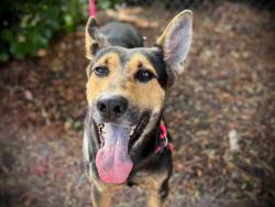 Shelter Stray Male Dog last seen TECATE RD, 2481 Palomar Airport Rd, Carlsbad, CA 92011, USA