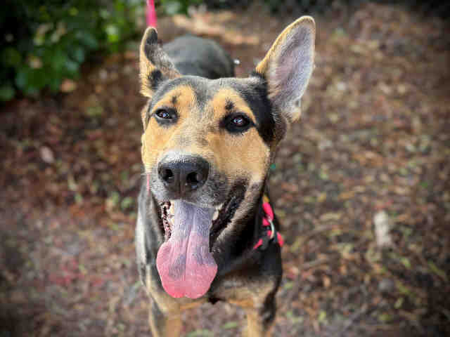 Shelter Stray Male Dog last seen TECATE RD, 2481 Palomar Airport Rd, Carlsbad, CA 92011, USA