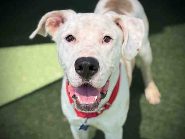 Shelter Stray Male Dog last seen , 2481 Palomar Airport Rd, Carlsbad, CA 92011, USA