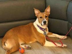 Shelter Stray Female Dog last seen , 2481 Palomar Airport Rd, Carlsbad, CA 92011, USA