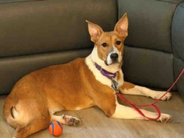 Shelter Stray Female Dog last seen , 2481 Palomar Airport Rd, Carlsbad, CA 92011, USA