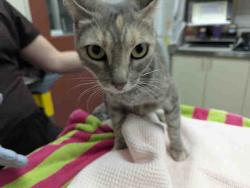 Shelter Stray Female Cat last seen , 2481 Palomar Airport Rd, Carlsbad, CA 92011, USA