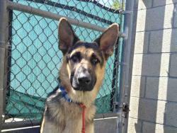 Shelter Stray Male Dog last seen SAN PASQUAL VALLEY RD, 2481 Palomar Airport Rd, Carlsbad, CA 92011, USA