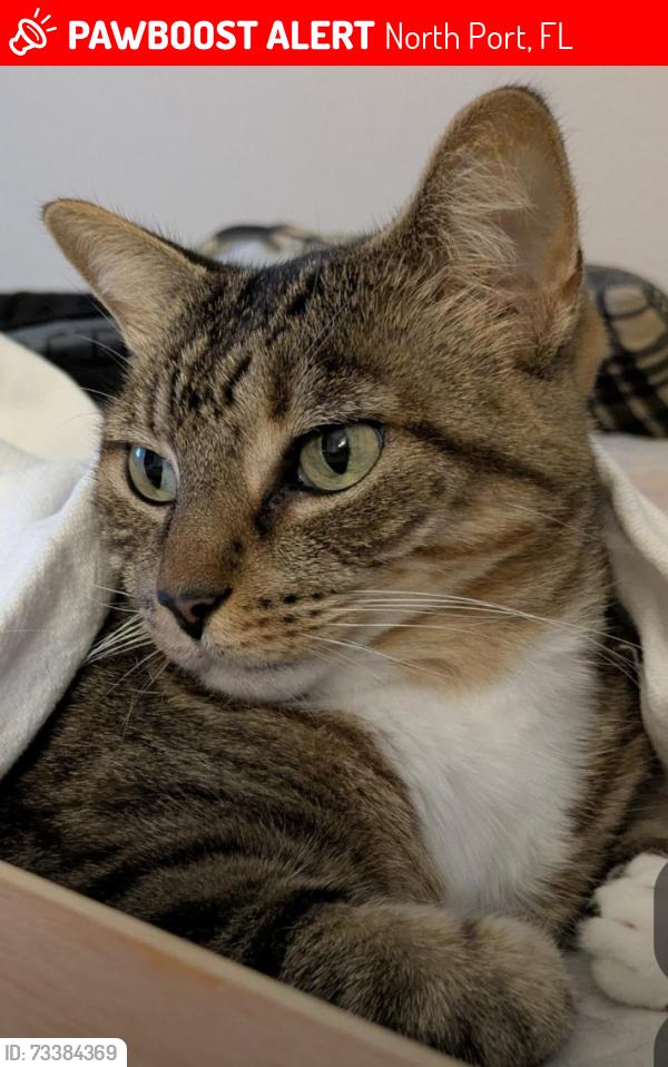 Lost Female Cat last seen Blueberry Road, mars avenue, North Port, FL 34288