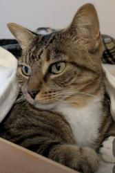Lost Female Cat last seen Blueberry Road, mars avenue, North Port, FL 34288
