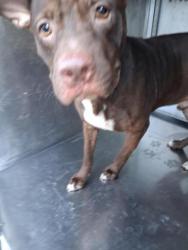 Shelter Stray Male Dog last seen Near Frazier Cir, Caddo Parish, LA, 1500 Monty St, Shreveport, LA 71107, USA
