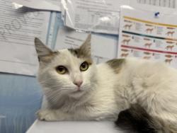 Shelter Stray Female Cat last seen FOOTHILLS BL & MCANALLY DR, Roseville City, CA, 200 Tahoe Ave, Roseville, CA 95678, USA