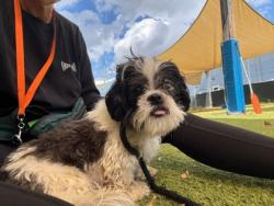 Shelter Stray Female Dog last seen Near Spelman Rd Unit A-2, 21225, MD, 2490 Giles Rd, Baltimore, MD 21225, USA