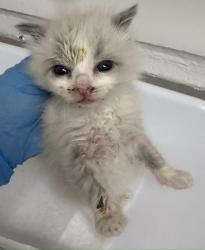 Shelter Stray Female Cat last seen Near 10th St, Oakland, CA, 1101 29th Ave, Oakland, CA 94601, USA
