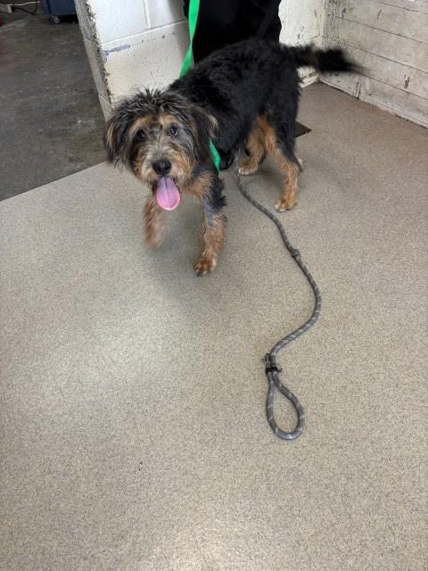 Shelter Stray Female Dog last seen Near BLOCK S RANCHO, 333 Chandler Pl, San Bernardino, CA 92408, USA