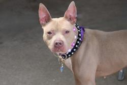 Shelter Stray Female Dog last seen Near Butler Terrace, STATEN ISLAND, NY, 10301, 3139 Veterans Rd W, Staten Island, NY 10309, USA