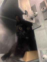 Shelter Stray Male Cat last seen Near E 119 Street, NEW YORK, NY, 10035, 326 E 110th St, New York, NY 10029, USA