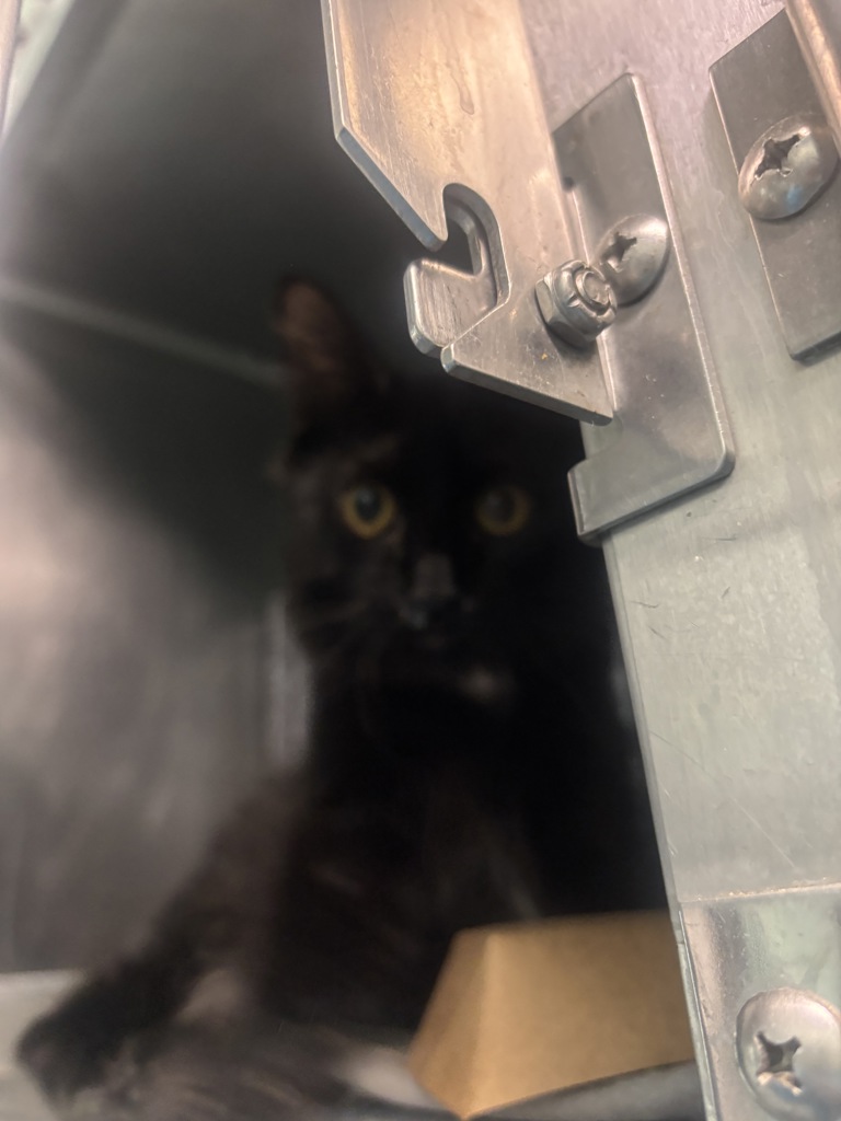 Shelter Stray Male Cat last seen Near E 119 Street, NEW YORK, NY, 10035, 326 E 110th St, New York, NY 10029, USA