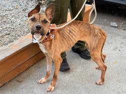 Shelter Stray Female Dog last seen 16-12 Mott Avenue, FAR ROCKAWAY, NY, 11691, 326 E 110th St, New York, NY 10029, USA