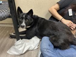 Shelter Stray Female Dog last seen Near Zion Avenue, San Diego, CA, 92120, Oceanside, CA 92058, USA